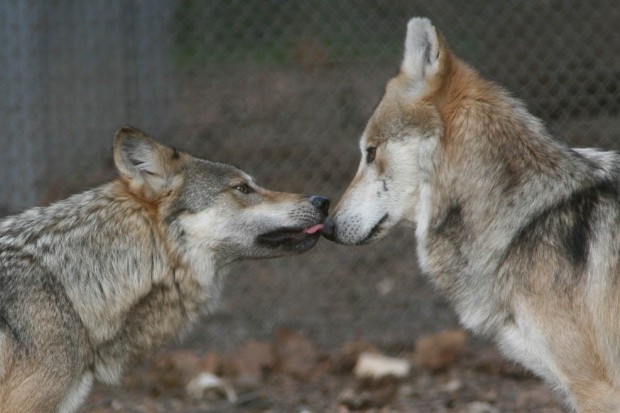 Mexican Gray Wolves